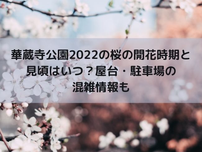 華蔵寺公園　桜　2022